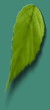 blatt